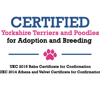 Certified Yorkshire Terriers and Poodles for Adoption and Breeding